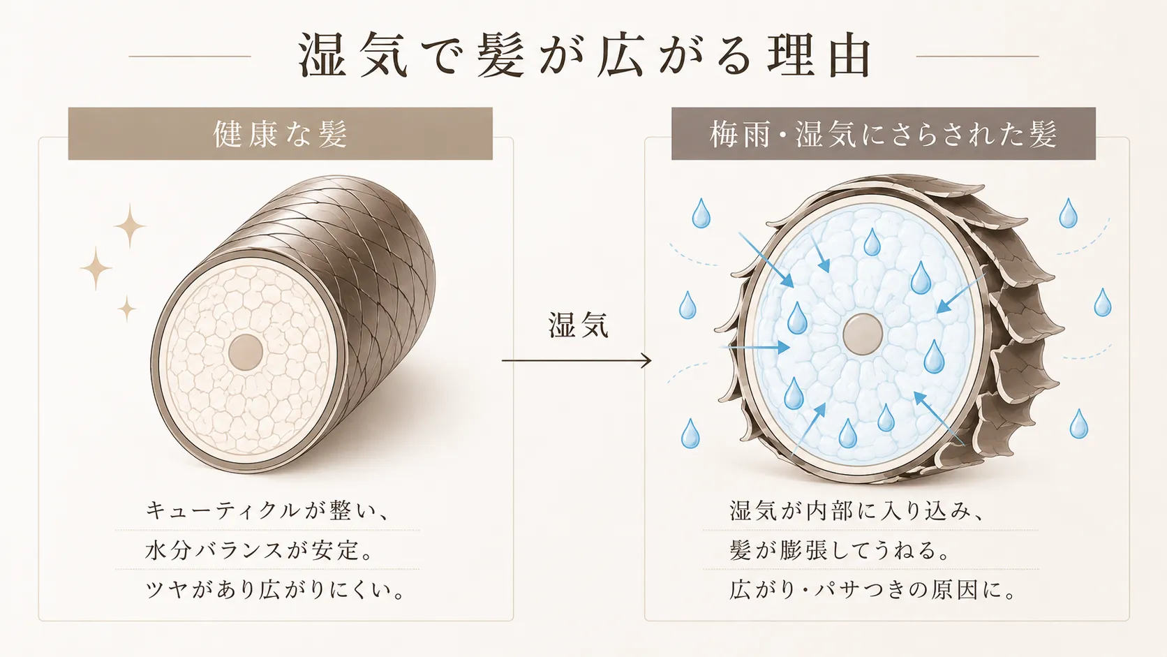 湿気で髪が広がる理由を示す図。左に健康な髪（キューティクルが整い水分バランスが安定）、右に梅雨・湿気にさらされた髪（湿気が内部に入り込み膨張してうねる）を断面図で比較。